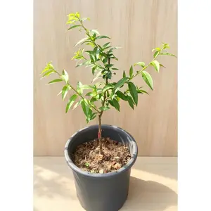 White peach tree living plant, self-pollinating, sweet and juicy fruit, white flesh, suitable for home garden planting