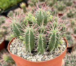 Euphorbia Ferox Clusters, African Milk Barrel, Live Plant in 6" pot