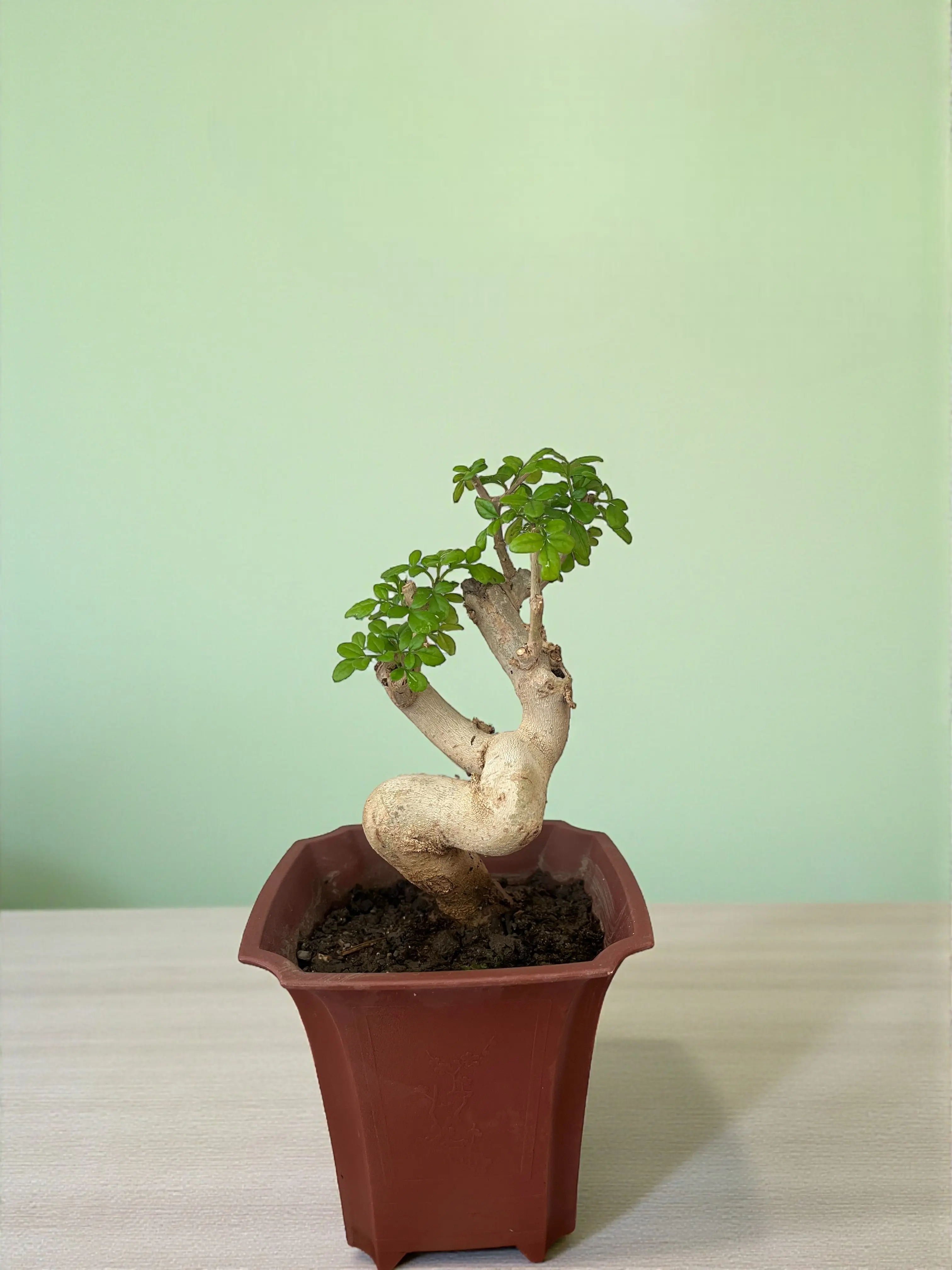 bonsai.de gutscheincode Workshop Ticket- Gift Card  Bonsai Bar