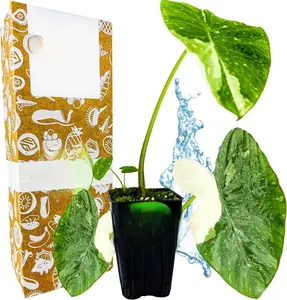 Ele Paio Elephant Ear Live Plant - Colocasia esculenta - Tropical Garden Plants - Bulbs for Planting Outdoor - Vibrant Live Elephant Ear Plant