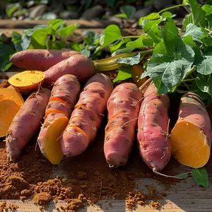 1000pcs Sweet Potato Seeds  – Heirloom & Non-GMO Vegetable Seeds – Easy-to-Grow, Low-Maintenance for Outdoor Garden Planting