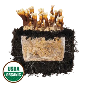 Reishi 'Plant & Grow' Mushroom Starter