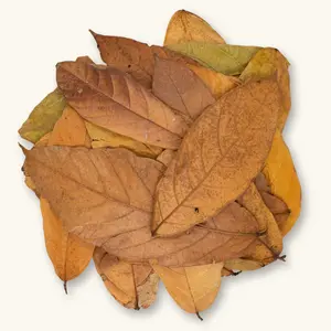 Natural Colombian Cacao Leaves (20c) by Betta Botanicals for Dart Frog Vivariums & Blackwater Aquariums