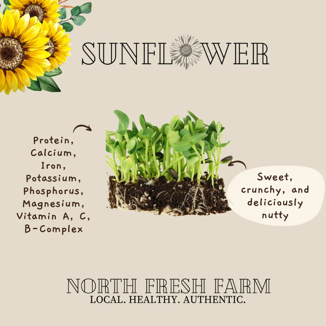 Sunflower Microgrreens Seeds