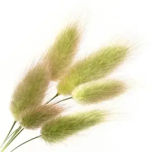 Bunny Tail Grass Bunch