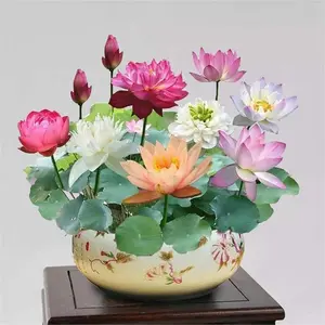 20 PCS Bonsai Lotus Seeds for Planting - Mixed Colors Water Lily Flower Seeds