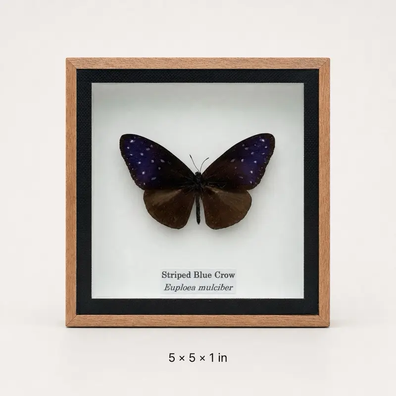 Framed Real Male Striped Blue Crow Butterfly Frame – Euploea mulciber – 5 × 5 in