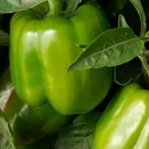 California Wonder Bell Pepper | Two Live Garden Plants | Non-GMO, Sweet, Ripens to Red