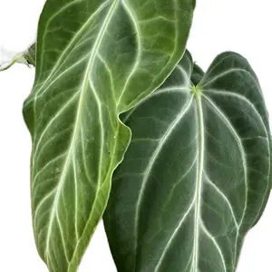 Anthurium Anthurium Villenaorum 4in Pot