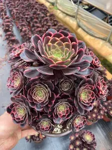 Aeonium Super Bang Variegated