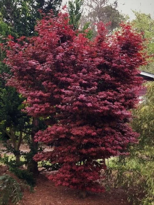 Acer palmatum 'Twombly's Red Sentinel' Red Columnar Japanese Maple