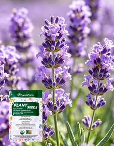 （HP#ZR ）Lavender Seeds for Home Gardening – Beginner Friendly, Suitable for Balcony, Indoor, or Small Garden Pots – Perfect for DIY Dried Flowers and Sachets