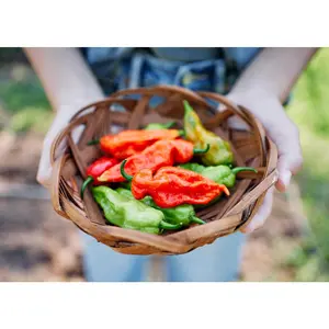 Bhut Jolokia Ghost - Hot Pepper Seeds