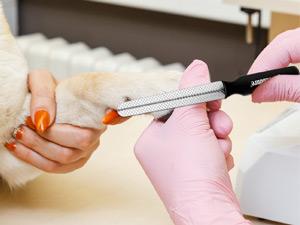 Candure Dog Nail Clippers and Trimmer with Safety Guard to Avoid Over-Cutting Toe Nails Professional Grooming Pet Nail Clipper with Nail File for Small Medium-Large Breeds