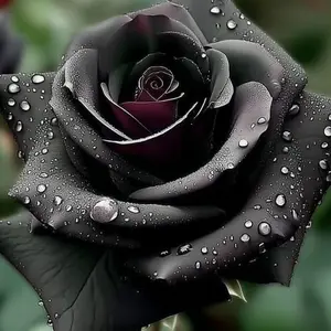 Elegant Dark Rose Seeds – Unique, Mysterious Blooms for Your Garden