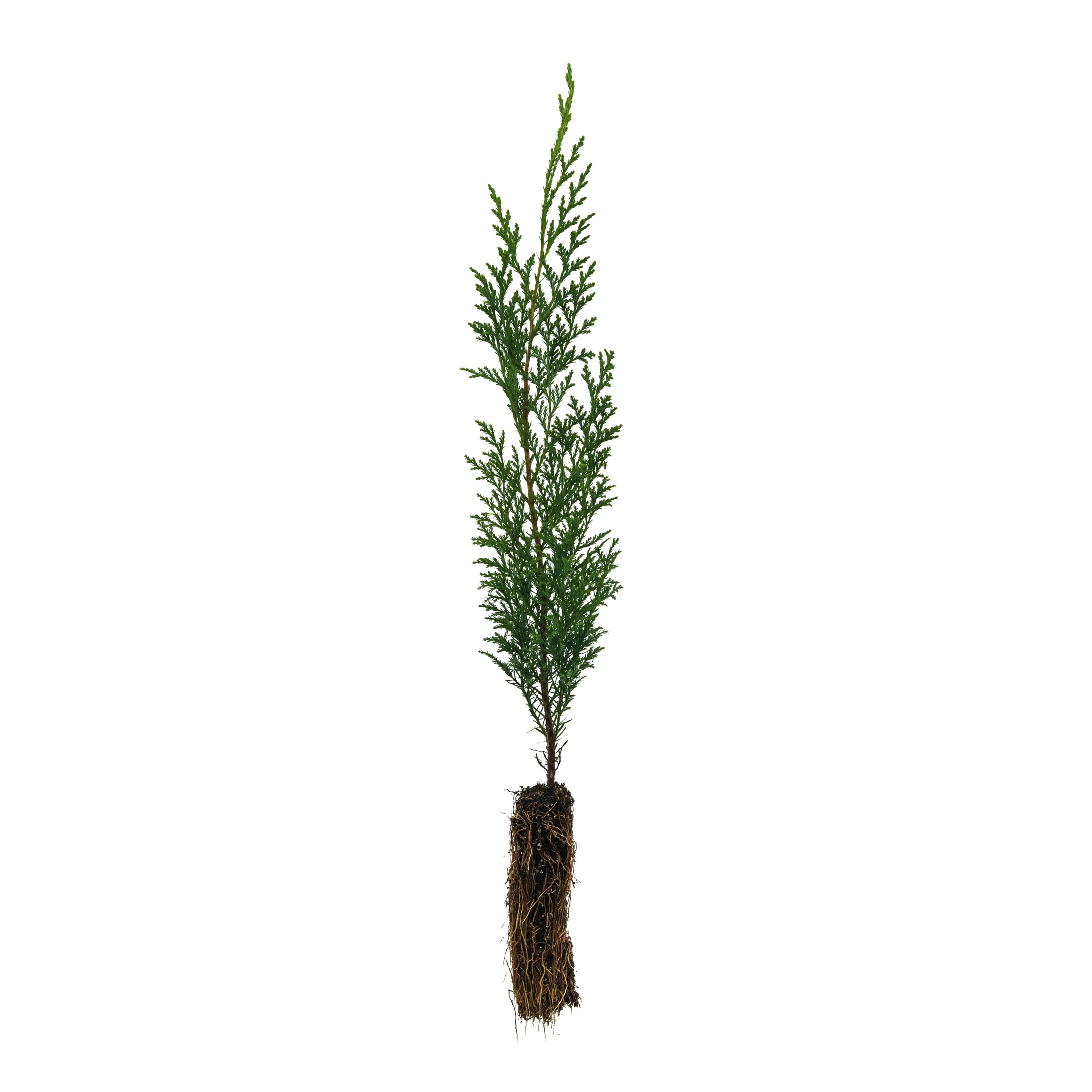 Port Orford Cedar | Small Tree Seedling