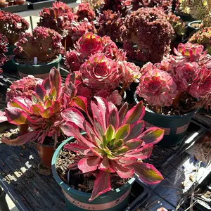Aeonium Cluster- Bare Root Succulents - Terra Tales