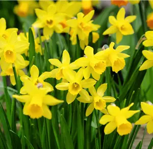 25 Narcissus Bulbs, Daffodil Bulbs, Yellow Daffodil Bulbs, Daffodil Flower Bulbs, Yellow Narcissus Bulbs, Narcissus Bulbs Outdoor for Planting