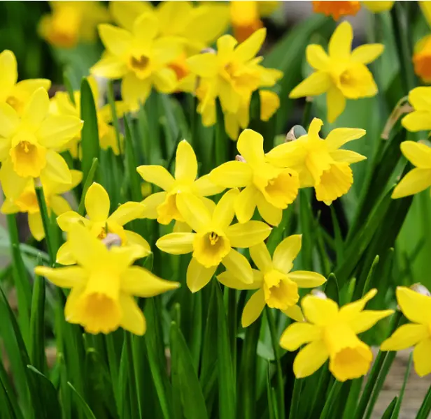 25 Narcissus Bulbs, Daffodil Bulbs, Yellow Daffodil Bulbs, Daffodil Flower Bulbs, Yellow Narcissus Bulbs, Narcissus Bulbs Outdoor for Planting