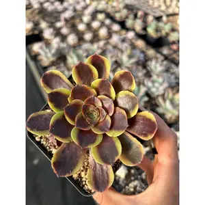 Aeonium Eucarie - April Farm/Rare Succulents