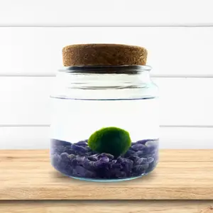 Large Moss Ball Terrarium with Amethyst Crystals, 4" Height, 4" Diameter, 1 lb, Glass Container Jar, Plant Pet Decorations, Made in USA, Zebra Mussel-Free