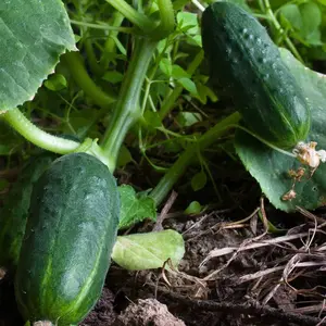 Spacemaster Bush Cucumber Seeds Organic (Cucumis sativus) – 15+ seeds, Compact, High-Yield Variety