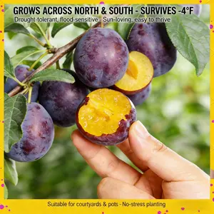 Live Plum Tree Seedling – Sweet Fruit Tree for Garden & Orchard, Easy to Grow