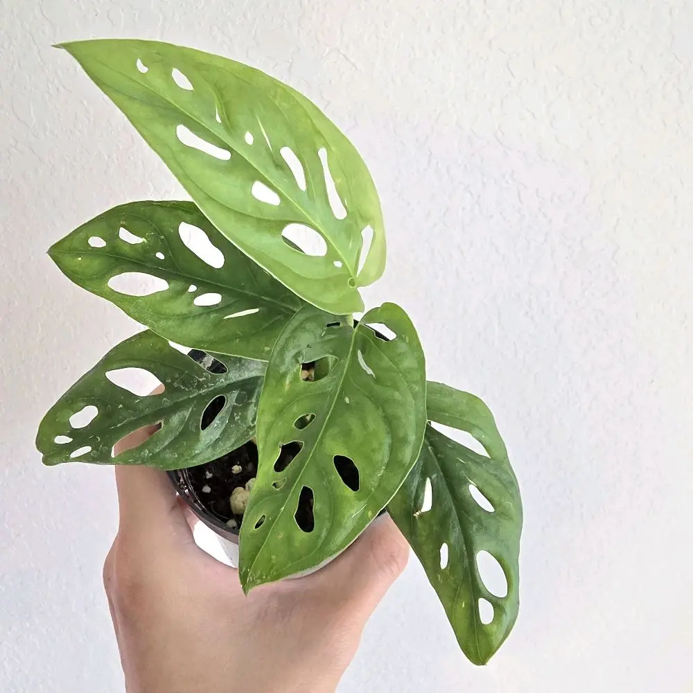 Monstera Adansonii: The Swiss Cheese Vine 4 inch pot size , indoor plant, houseplant easy to care, low maintenance plant