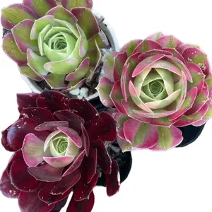 succulents live plants-Aeonium Cutting Combo（2.5”）
