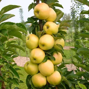 Golden Treat™ Fruit Snacks™ Columnar Apple Tree