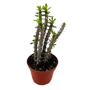 BubbleBlooms Madagascar Ocotillo (Madigascan) African Alluaudia procera, 4 inch White Cactus