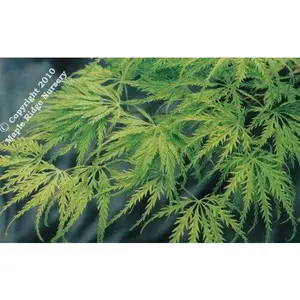 Acer palmatum 'Filigree' Reticulated Lace Leaf Japanese Maple