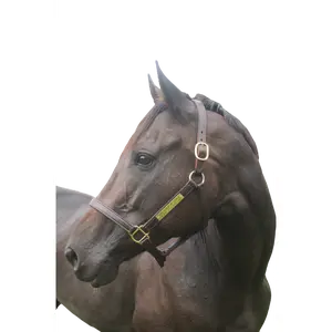 TS Leather Turn Out Halter