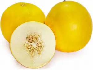 Dua Gang Jumbo Honeydew Melon Harvested Seeds Tropical Exotic Indoor Container Balcony Patio