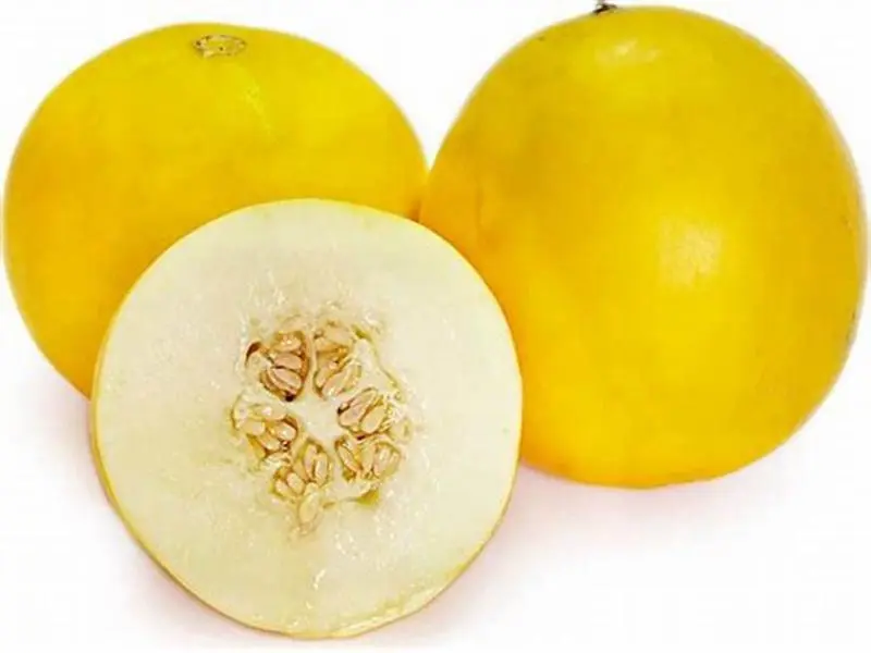Dua Gang Jumbo Honeydew Melon Harvested Seeds, 150 Count, Home Planting Vegetable Fruit Seeds for Tropical Exotic Indoor Containers, Balconies, Home Planting Seeds