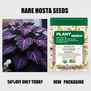 200pcs Black Purple Hosta Seeds Perennials with Deep Foliage Easy to Grow for Bold Garden all Season Striking Contrast Foliage Perfect for Shady Areas