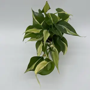 Philodendron Hederaceum ‘Rio’ 4” Pot – Rare Variegated Philodendron | Easy Care Indoor Plant | Unique Silver & Cream Foliage | Tropical Houseplant