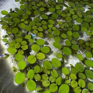 Water Spangles + Floating Freshwater Aquarium Plant