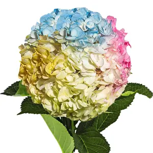 Rainbow Painted Hydrangeas
