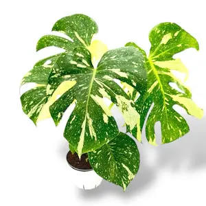 Monstera Thai Constellation, 6 Inch Pot, Live Plant