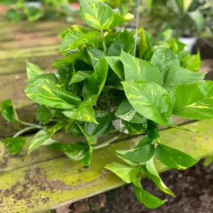 6” Golden Pothos