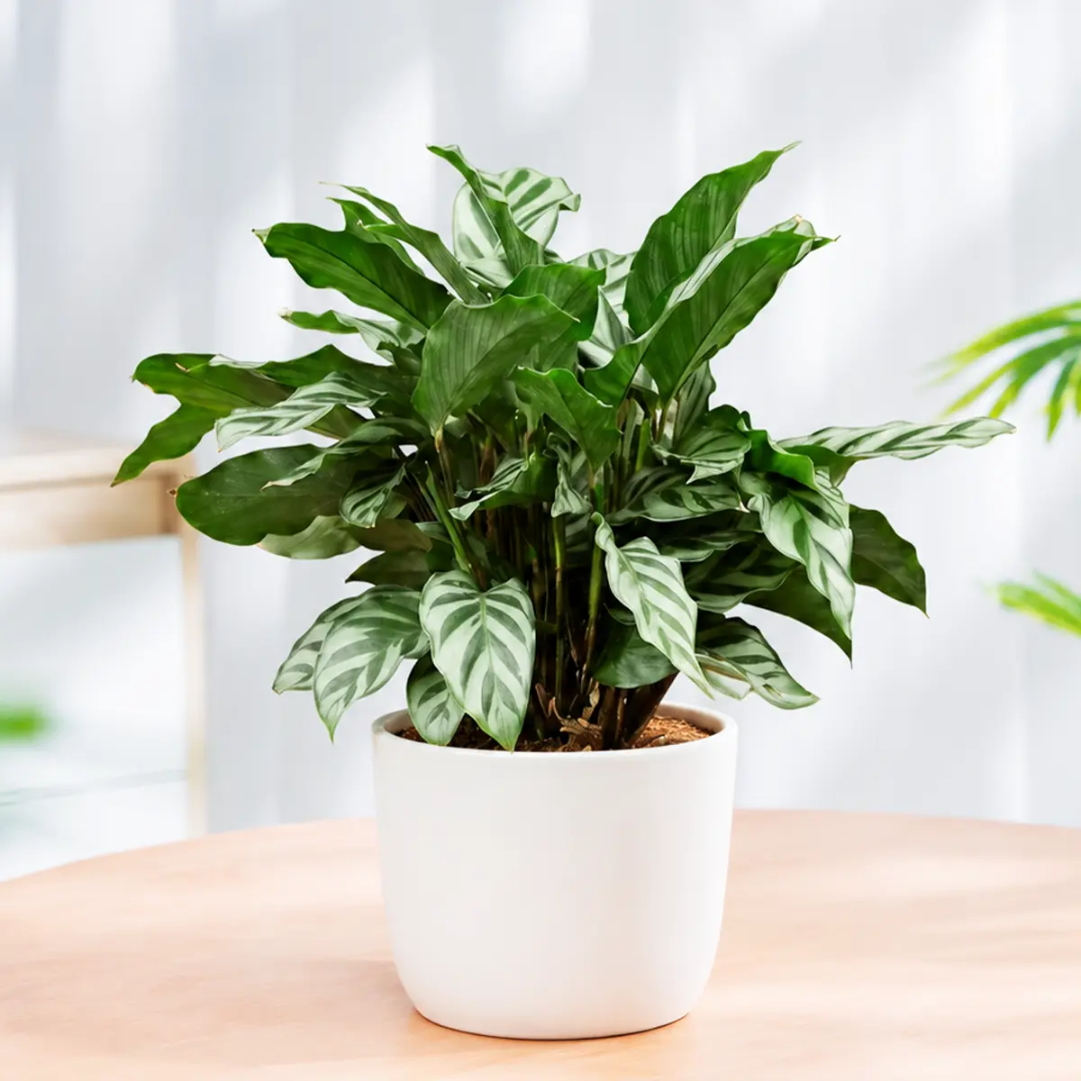 Calathea Concinna 'Freddie'