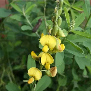 100 Chipilin Seeds (Crotalaria Longirostrata) – Semillas de Chipilin Seeds for Planting