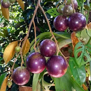 Purple Star Apple (Caimito) Grafted Tree - 3-4 ft Height, 3 gal Pot