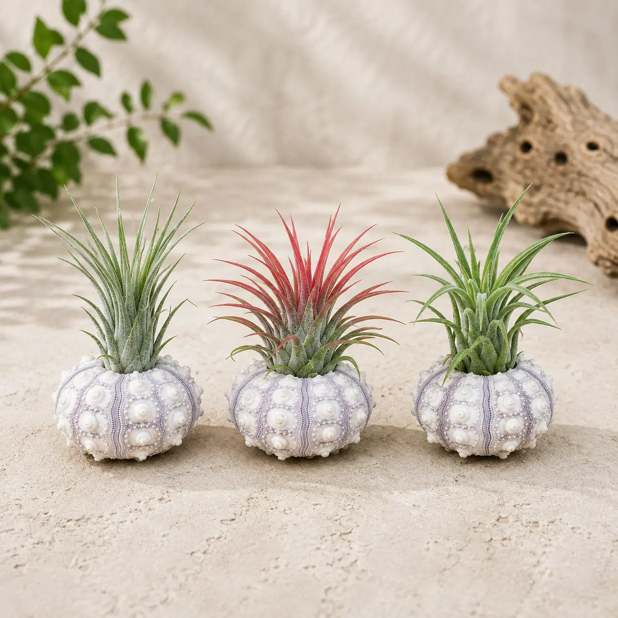 Set of 3 Sputnik Urchins with Tillandsia Air Plants