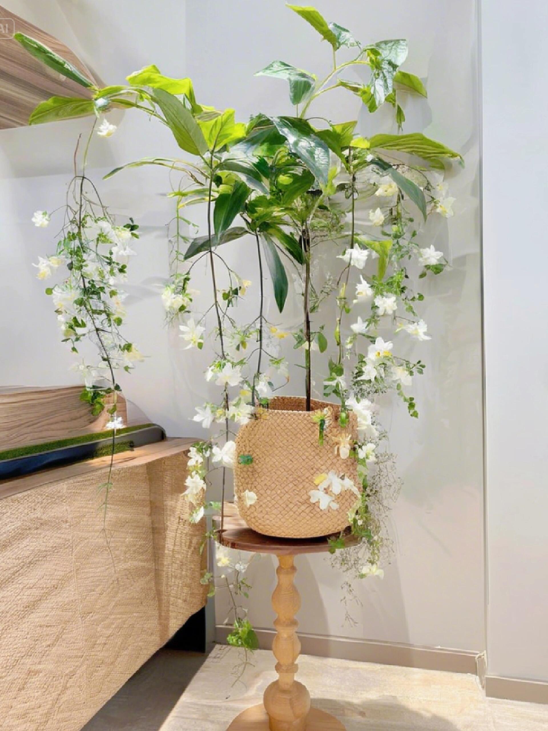 【BUY 2 GET 1 FREE】Trailing Jasmine Seeds Bridal Veil High Germination Rate Nodding Clerodendron Easy to Grow Long Lasting Aroma for Home Garden Fragrant Blooms Rare Cascading Jasmine Perfect for Balconies & Indoor Pots