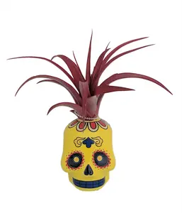Yellow Sugar Skull Planter with Live Tillandsia Air Plant - 3" x 3"