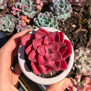Echeveria Red Noble - April Farm/Rare Succulents