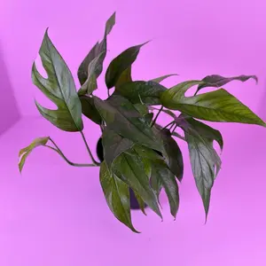 Epipremnum Baltic Blue 6” | Fenestrating Pothos | Houseplant