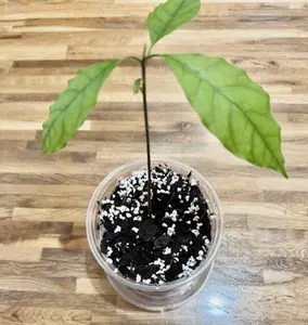 LIVE PLANT Avocado Haas Plant 6" Pot with water tray